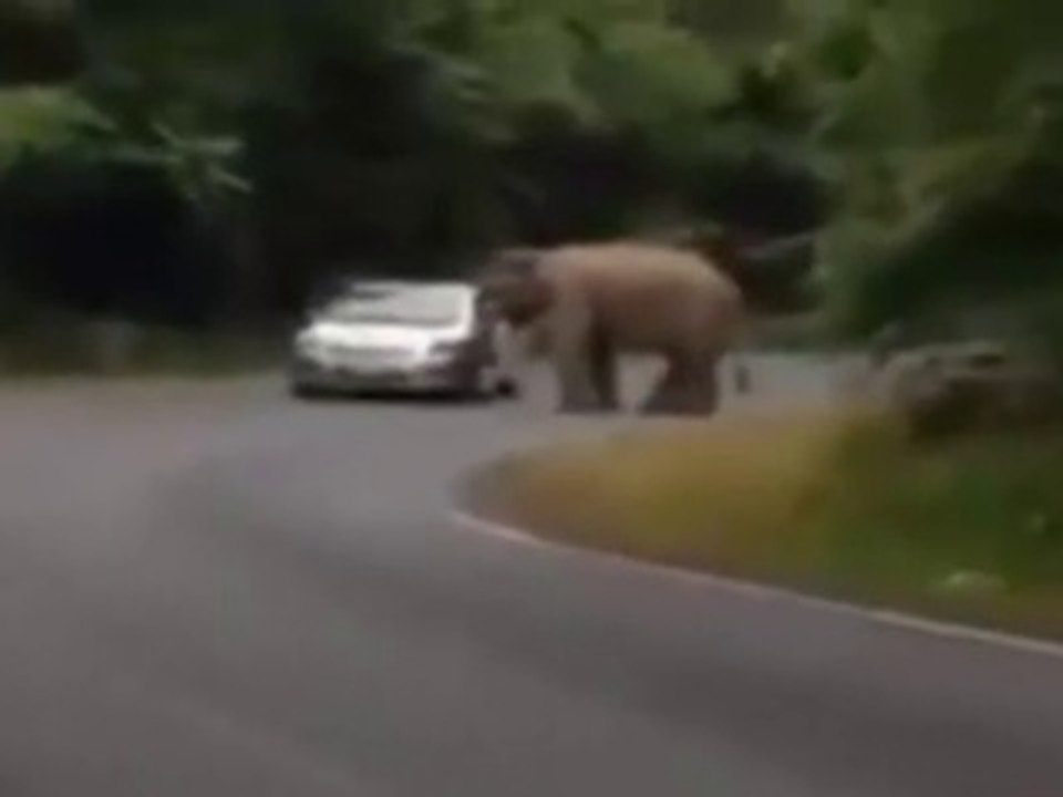 Elephants attacks cars and shops in Thailand