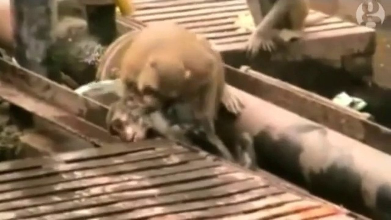 This Little Monkey is What you call Hero