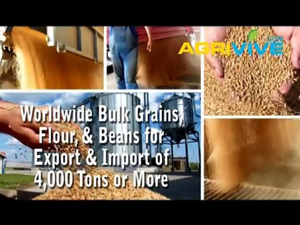 Bulk Feed Wheat Dealer, Feed Wheat Import, Bulk Feed Wheat Meal, Bulk Feed Wheat, Bulk Feed Wheat Seed, Feed Wheat, Feed Wheat Grade 1, Feed Wheat Grade 2, Feed Wheat Grade 3