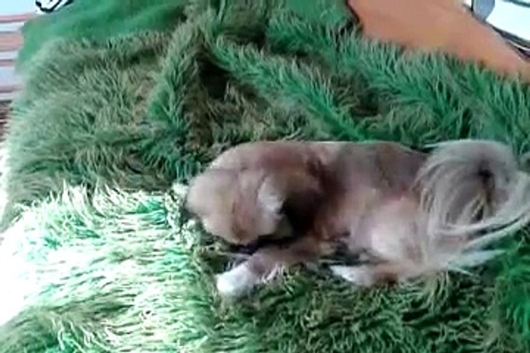 Adorable Little Dog 🐶