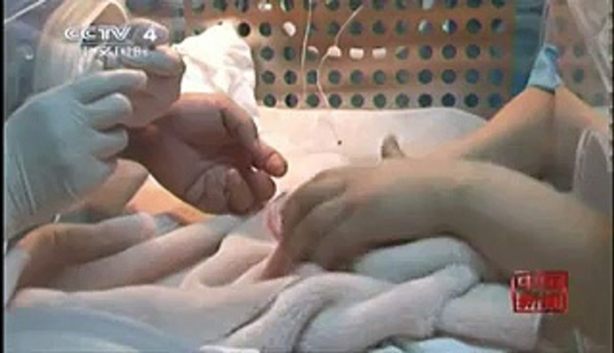 Panda twins born at zoo  - Video Dailymotion
