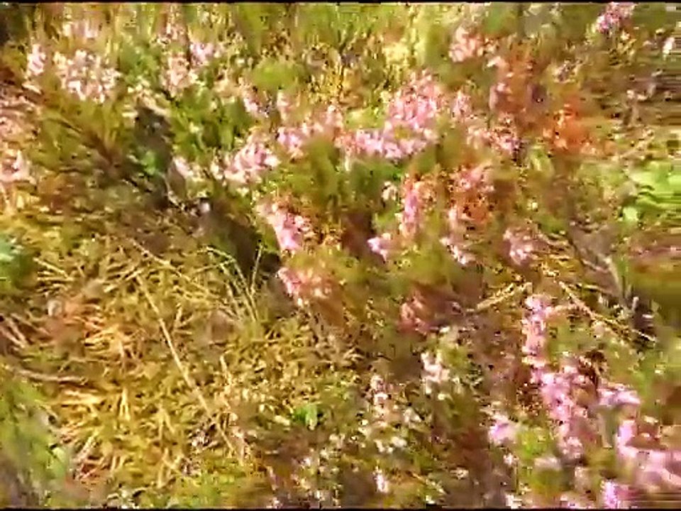 Онего 2014 [2014, CAMRip]