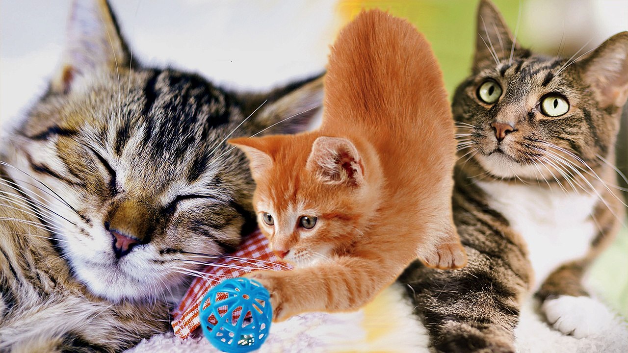 Understanding Feline Communication: How to Interpret Your Cat's Signals