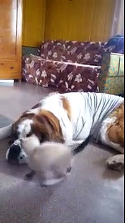 Chaton vs Saint-Bernard