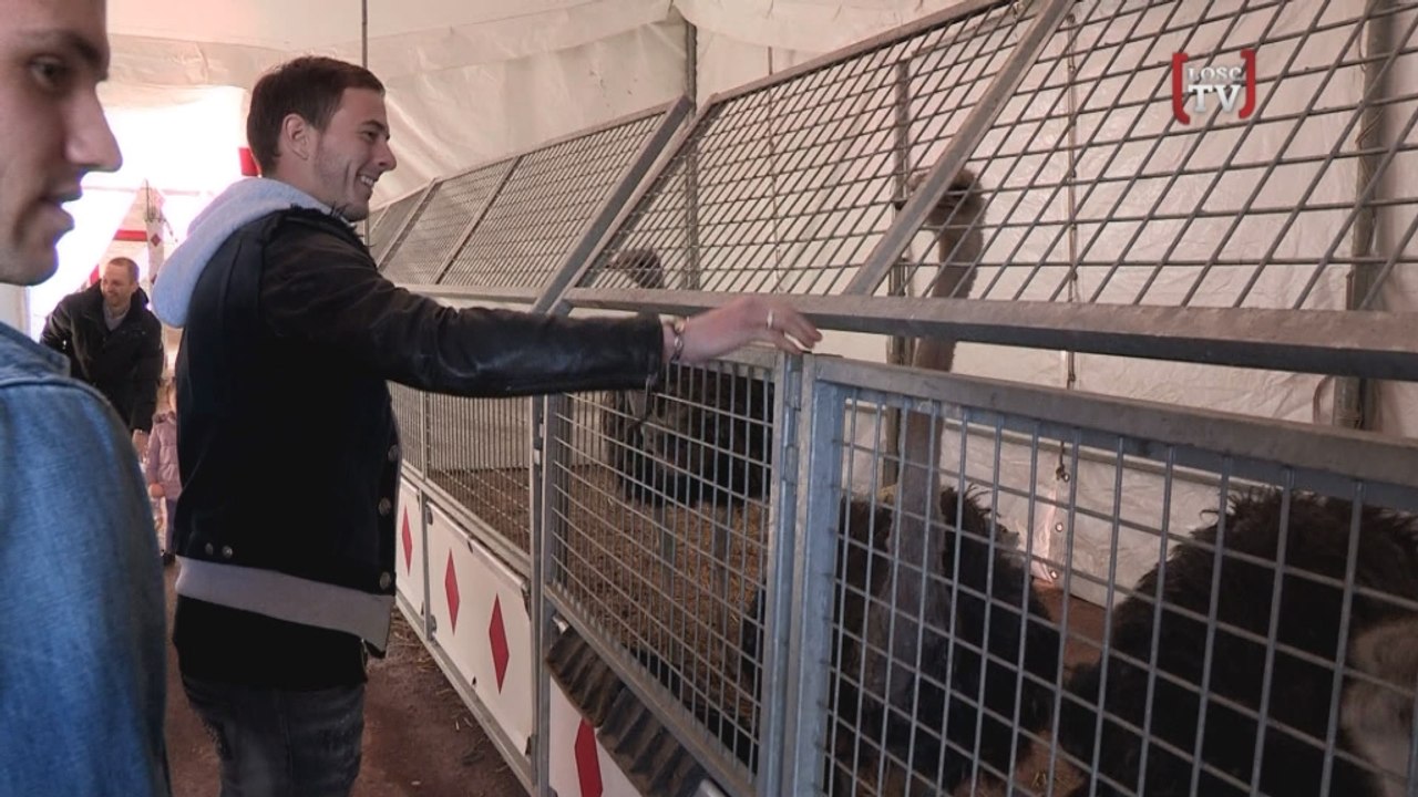 Des lions, des éléphants et des... Dogues