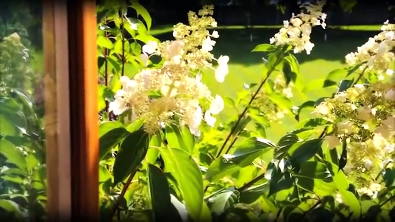 Quantum Vision System Free + Quantum Vision System Pdf