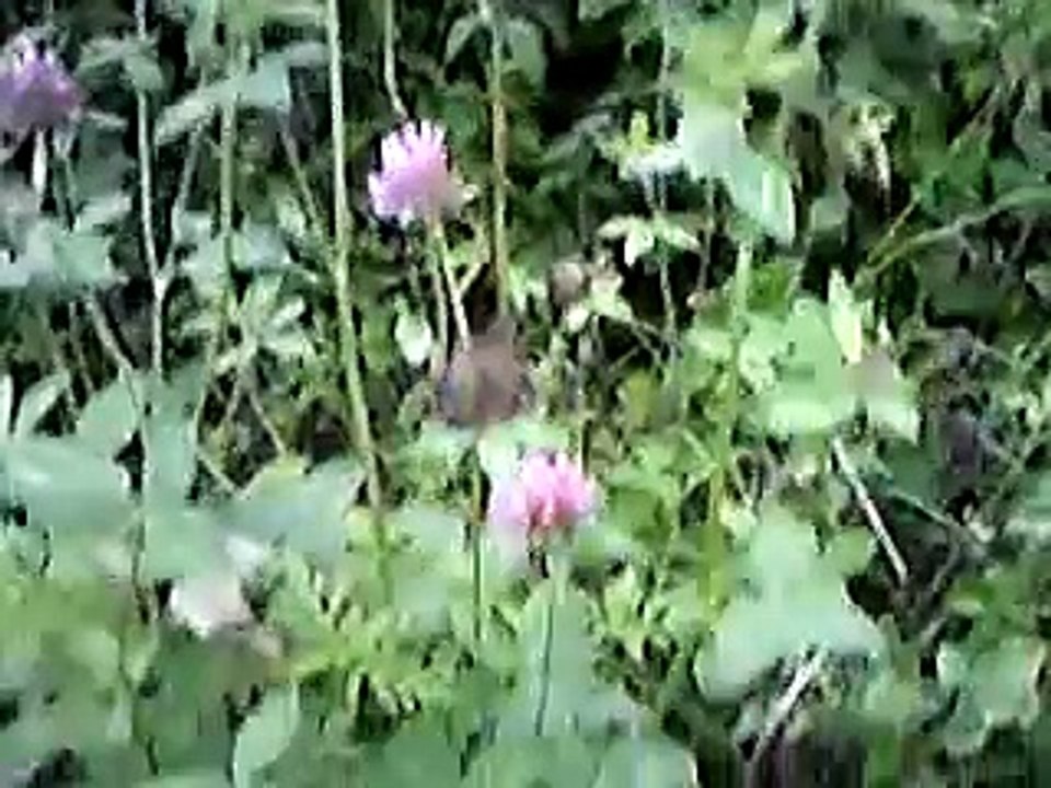 grass and flower and birds and