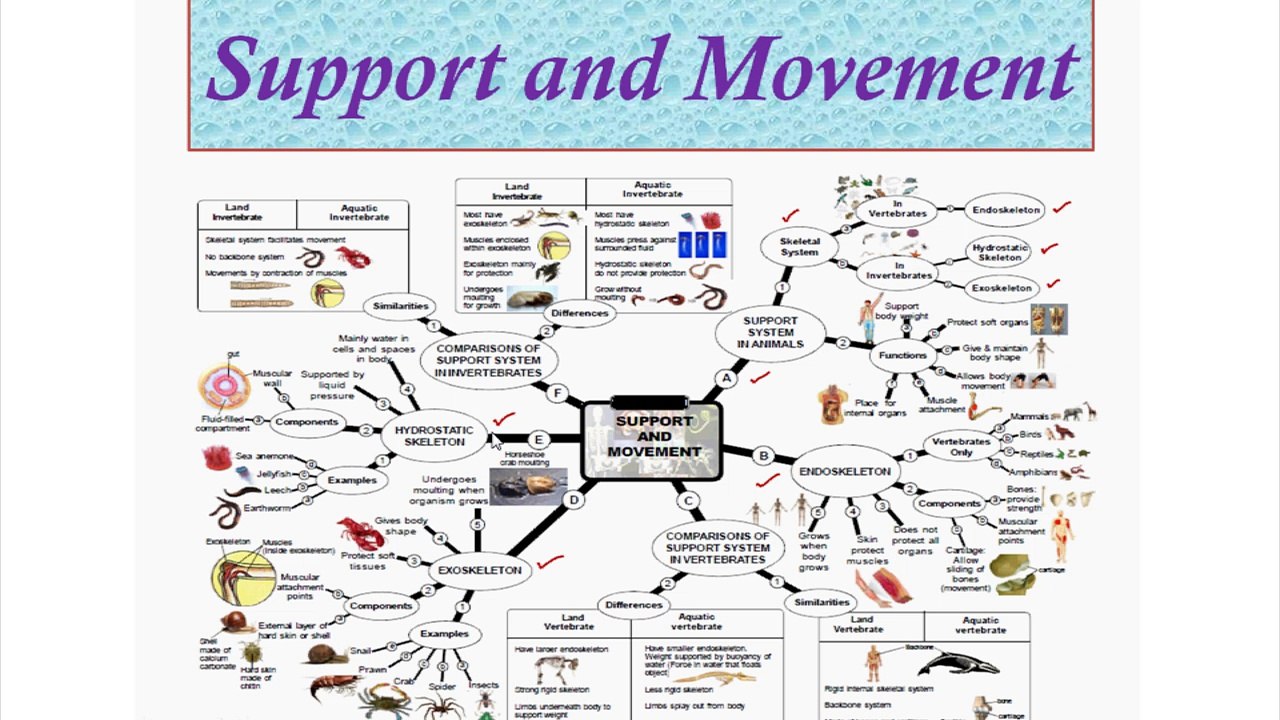 Concepts & need / Support in plants