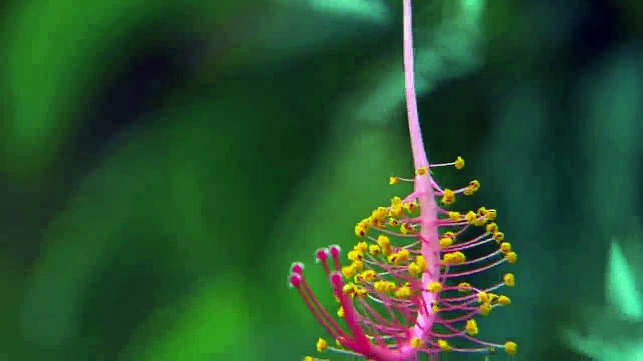 HANUKKAH - KING DAVID