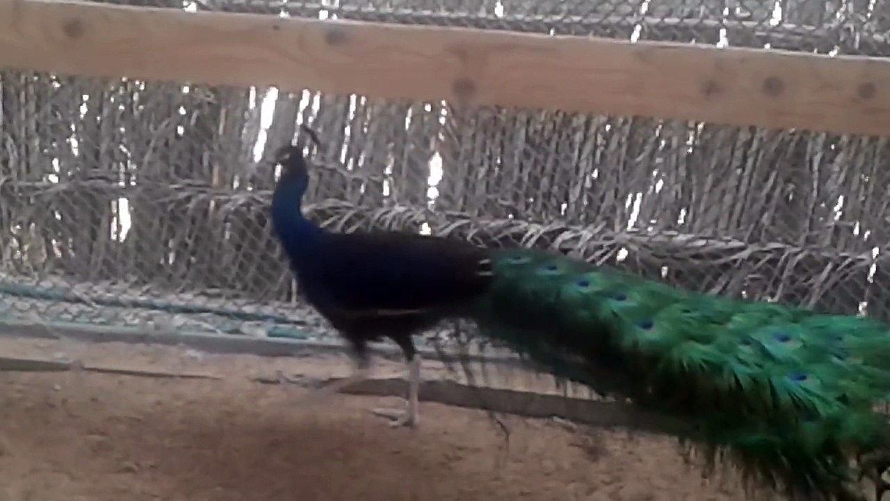 Emirates peacock