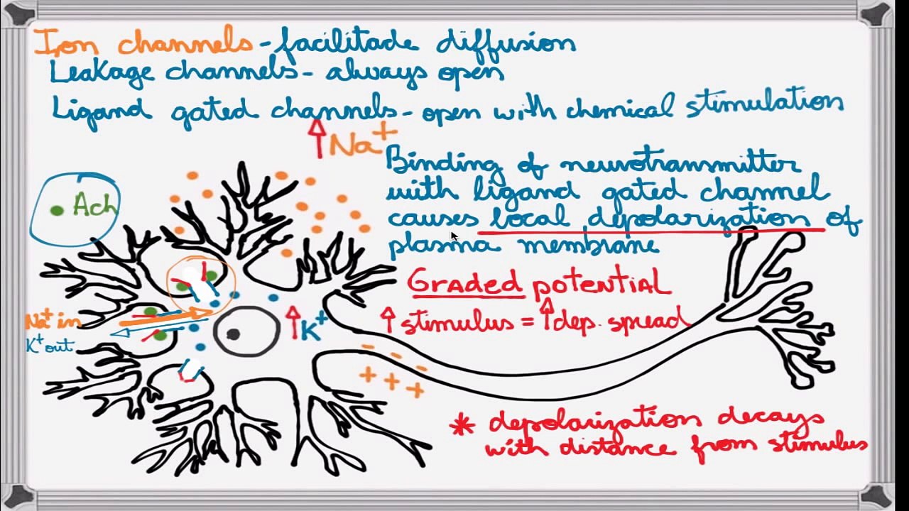 Best Action Potential explanation