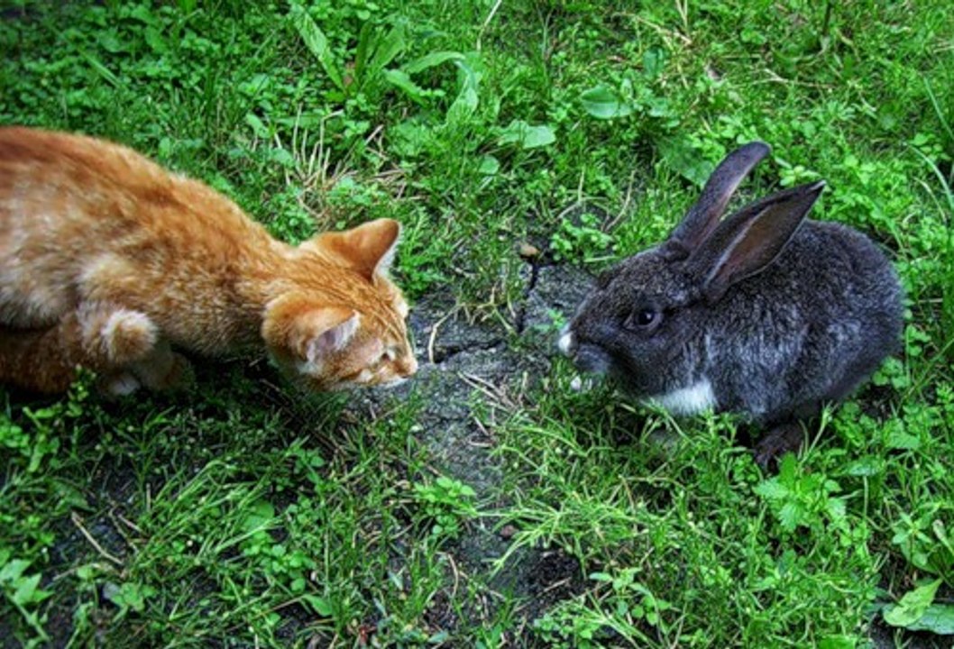 Незваный гость у кроликов