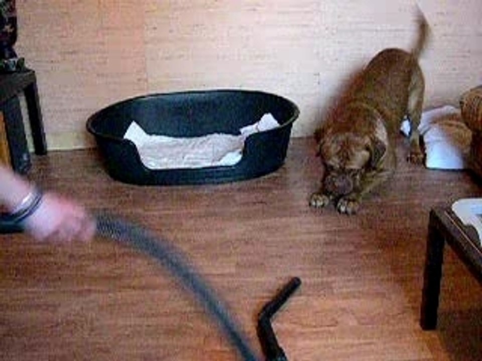 Duke  & l'aspirateur