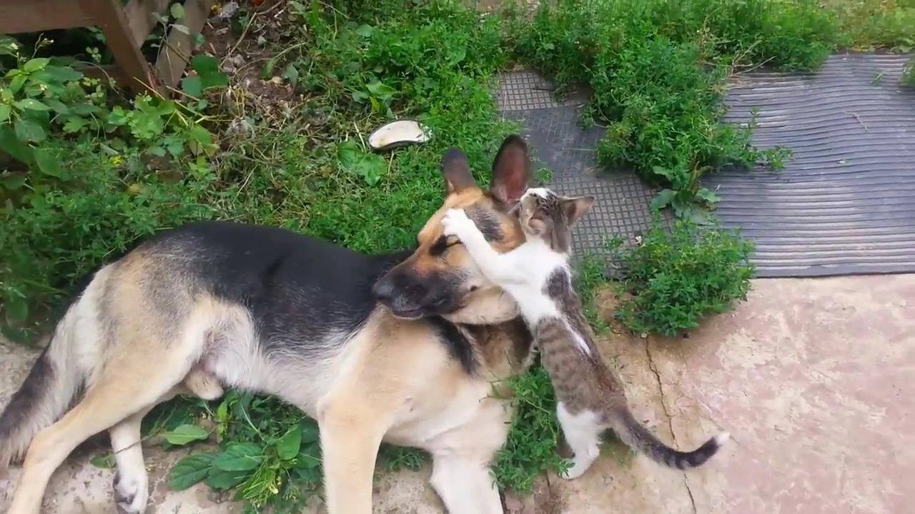 Бесстрашный котенок