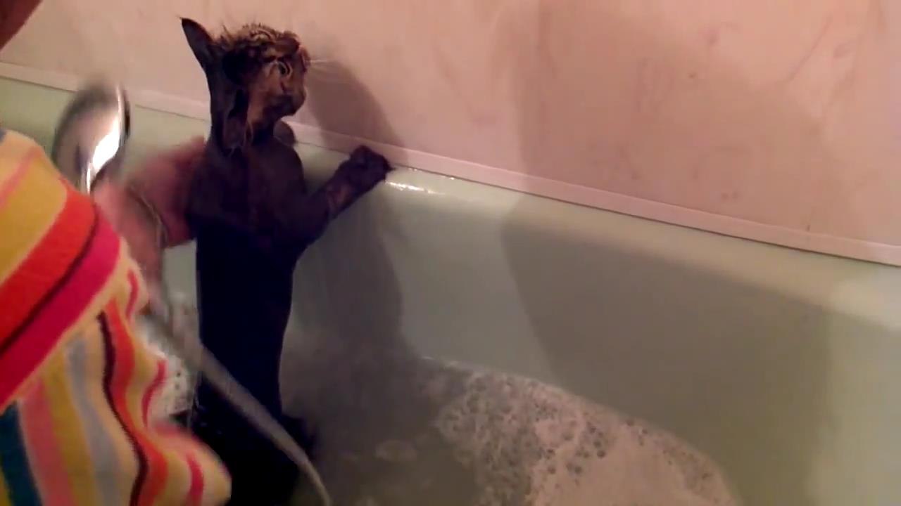 Купание послушного кота