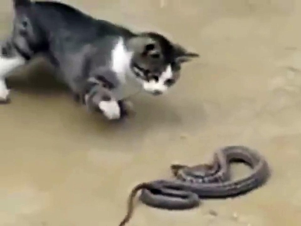 cat versus snake