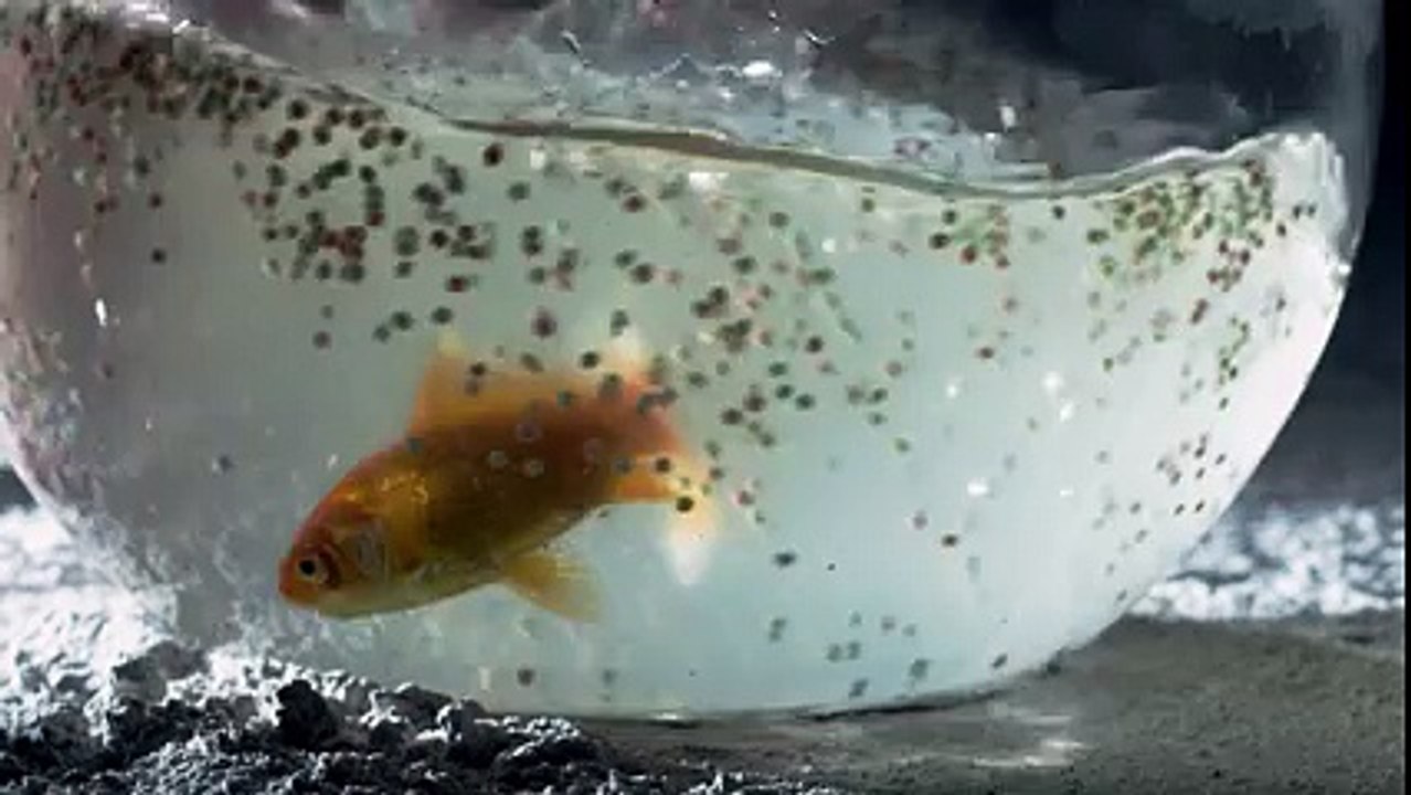 Zara sa By Ali Asharaf