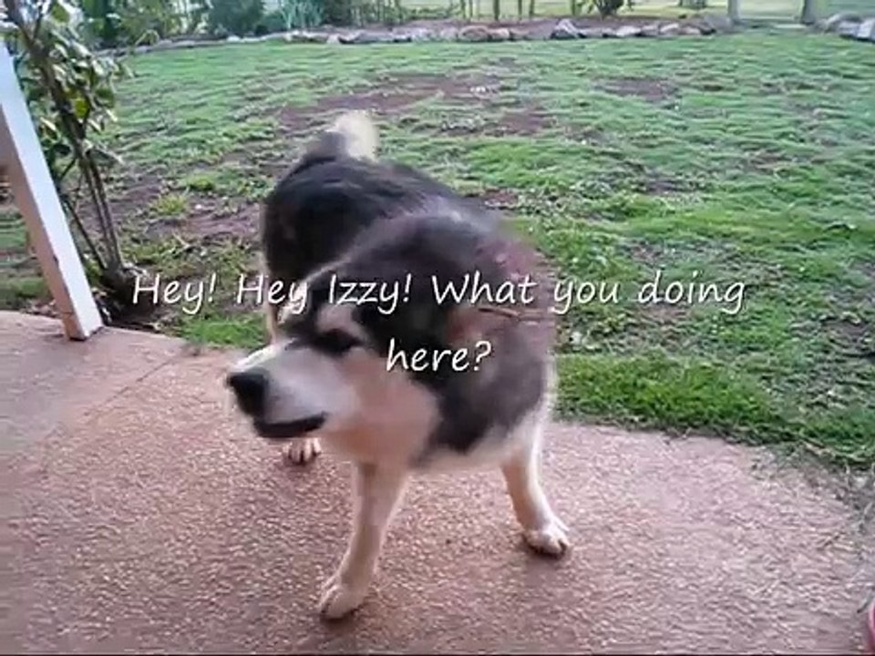 How to Speak Malamute