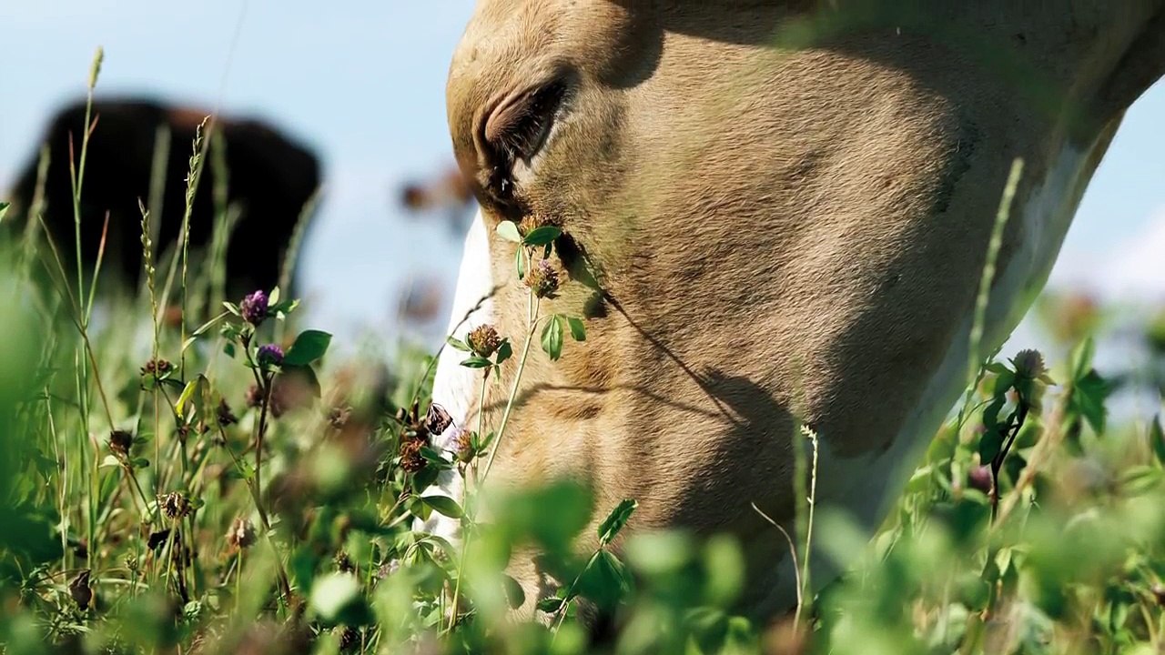 Martin Ott: Kühe verstehen (Okt 2012)