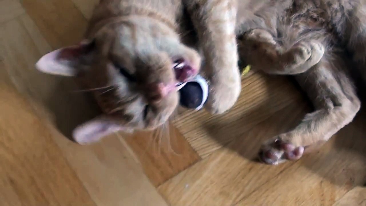 Cat's first reaction to catnip