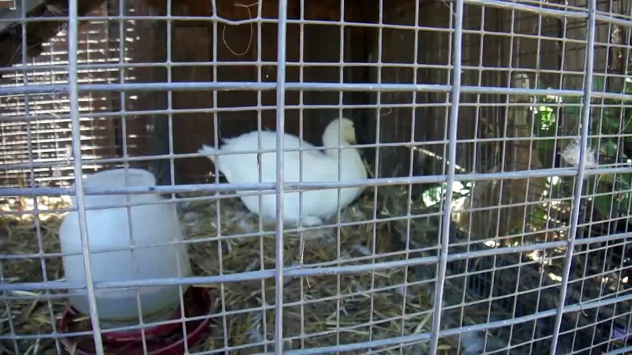 Ducklings Hatching!  Cute Cute Cute!