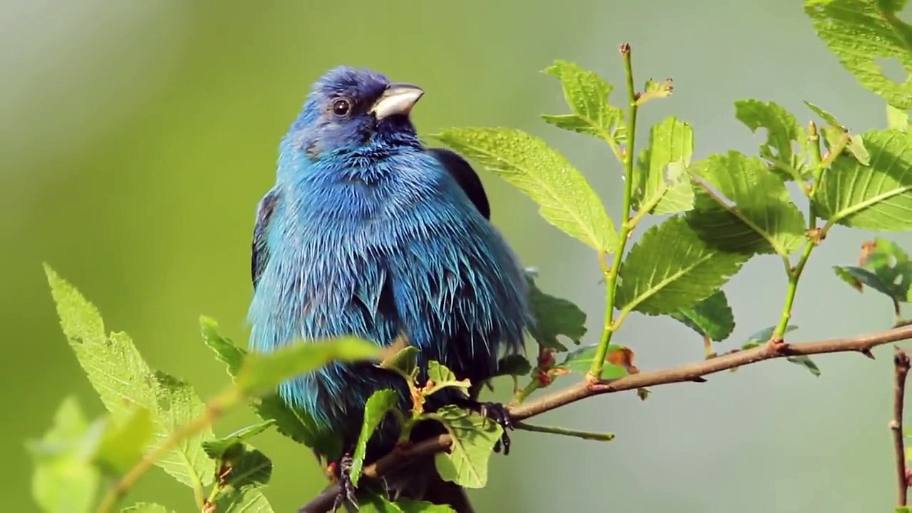 Indigo Bunting