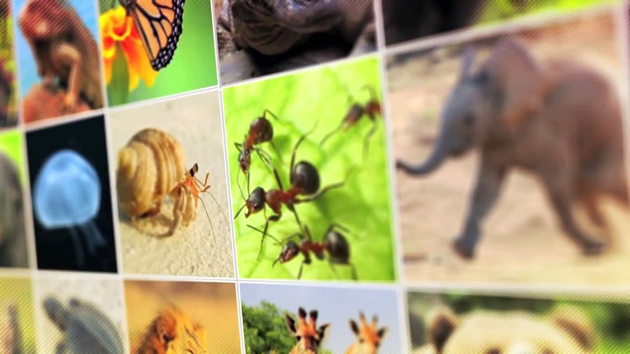 10 Differences between Dolphins and Porpoises