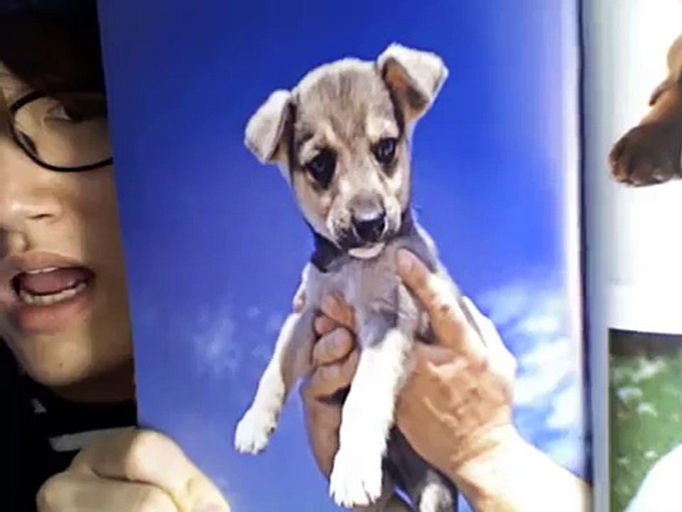 Puppies inspired by Puppies