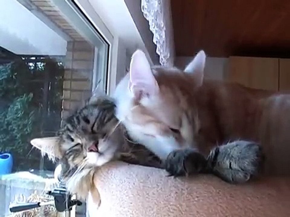 Und wieder Finchen und Nelson :-)