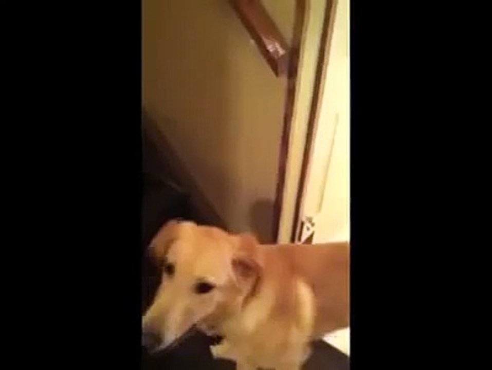 the difference between dogs and cats