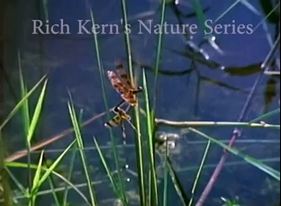 Dragonfly Life-Cycle