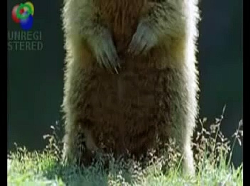 Funny Alan Alan Alan