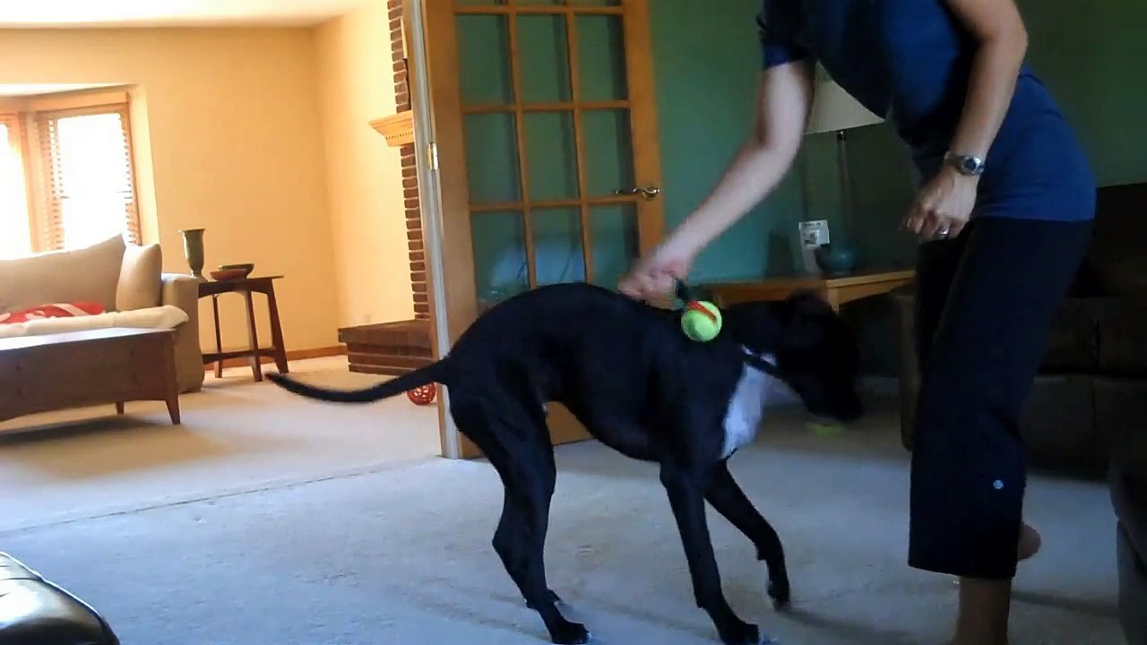 Understanding Non-Food Reinforcers 🧠