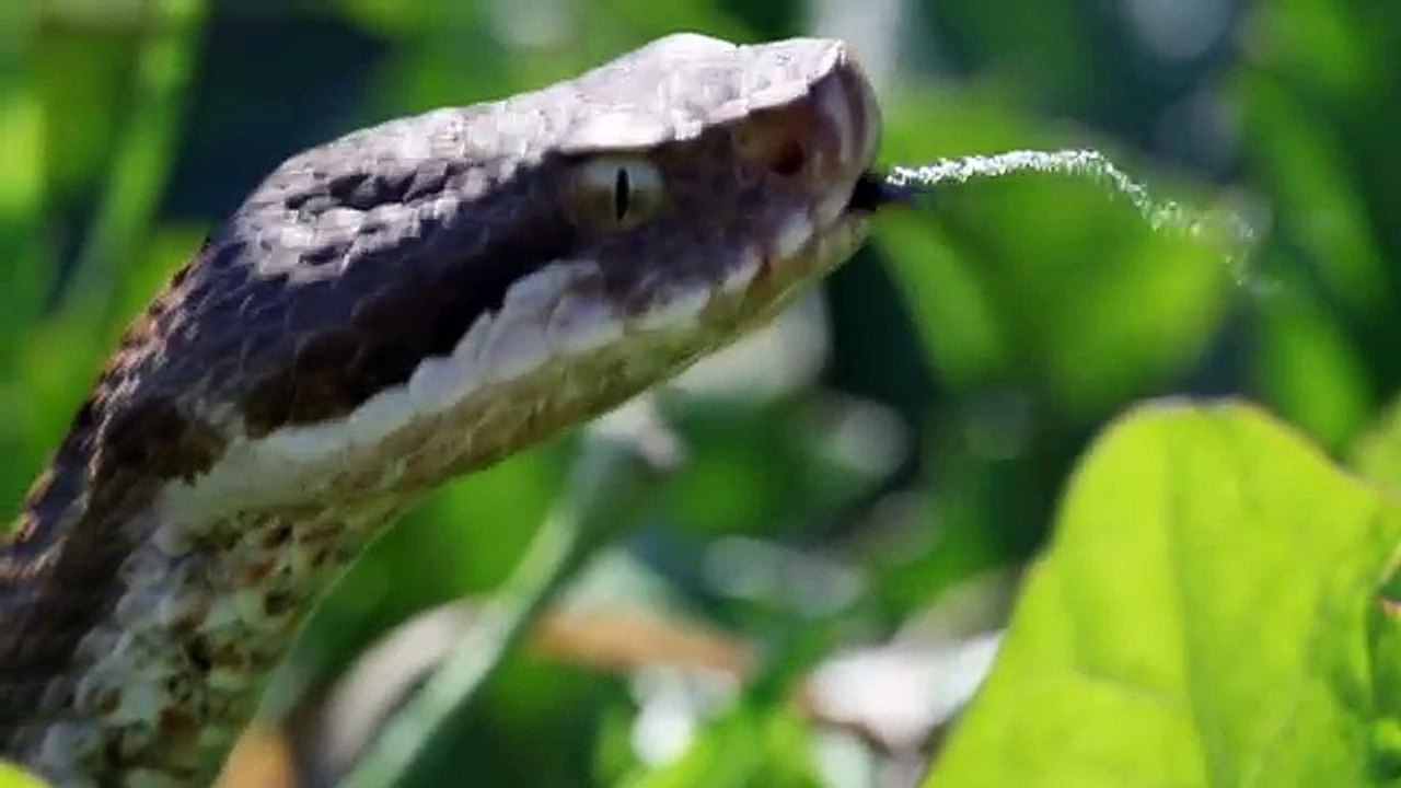 Wie Schlangen riechen