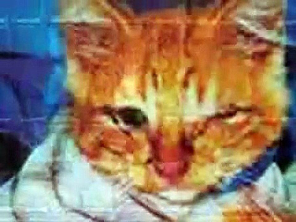 Homeless and abused cats and dogs