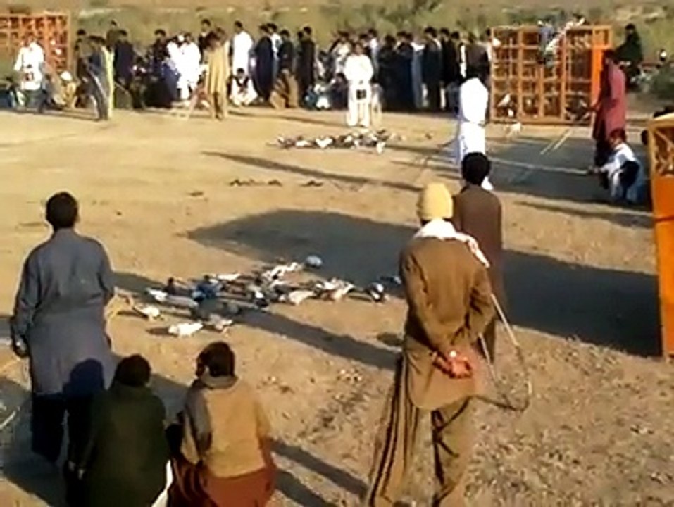 kabootar bazi muqabala