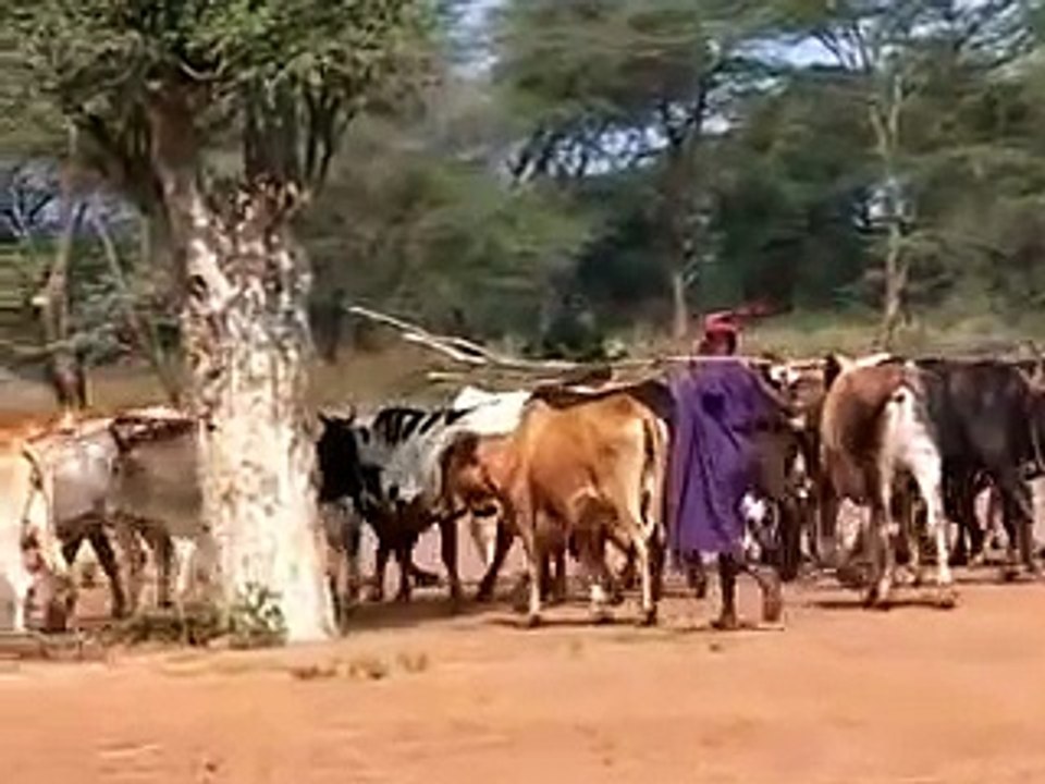 Uganda Safari - Attractions, Culture, Nature and History of Uganda