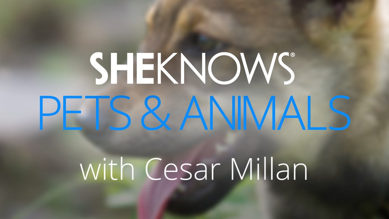 Three Signs You Might Not Be a Good Pet Owner