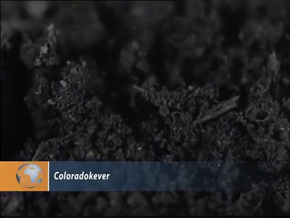 Coloradokever - 1948