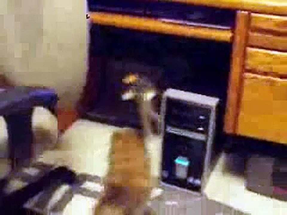 frisky and lolly and bubble