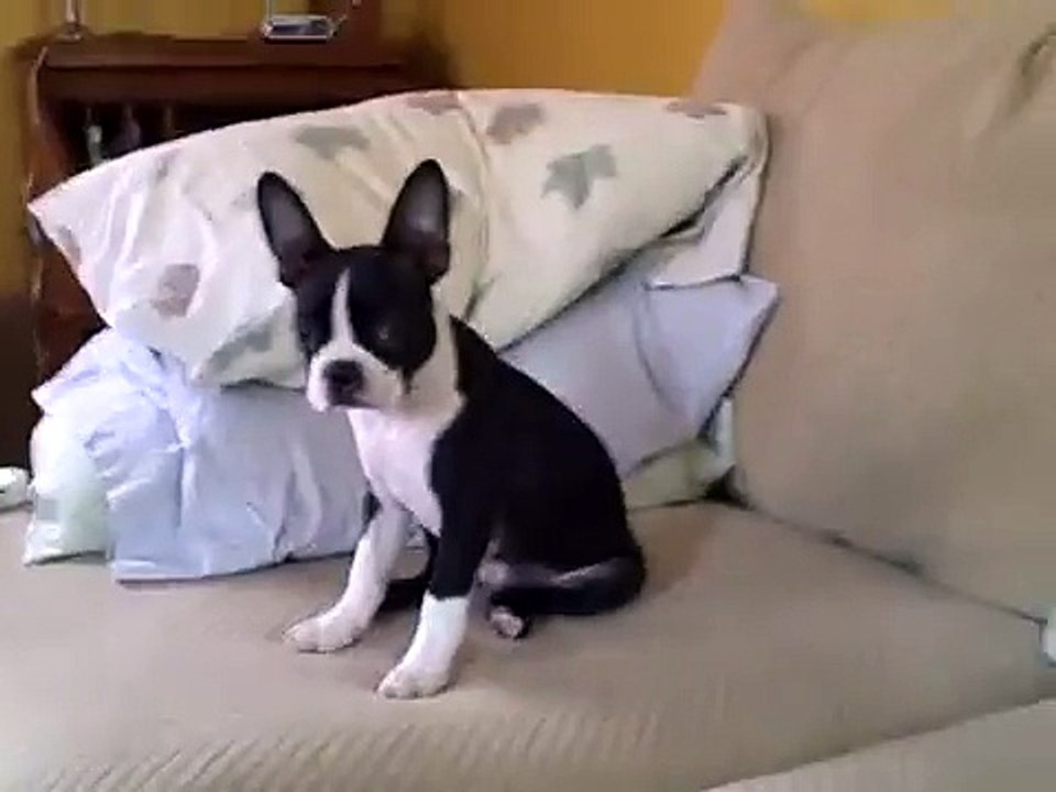 Even my boston terrier knows what a freak Little Richard is.