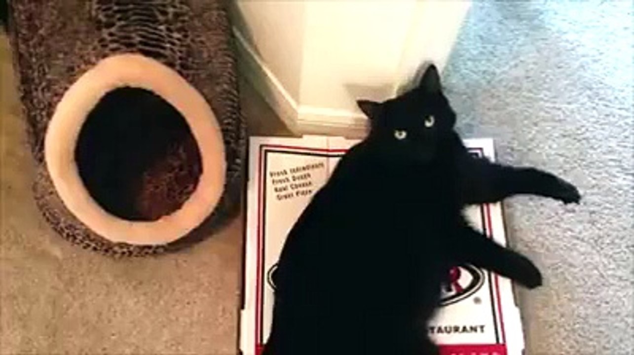 Understanding Cat Logic 🐱