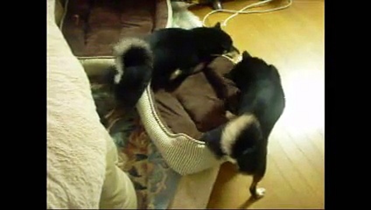 "' DECORE" (EURO 90's style DANCE- HOUSE Music)