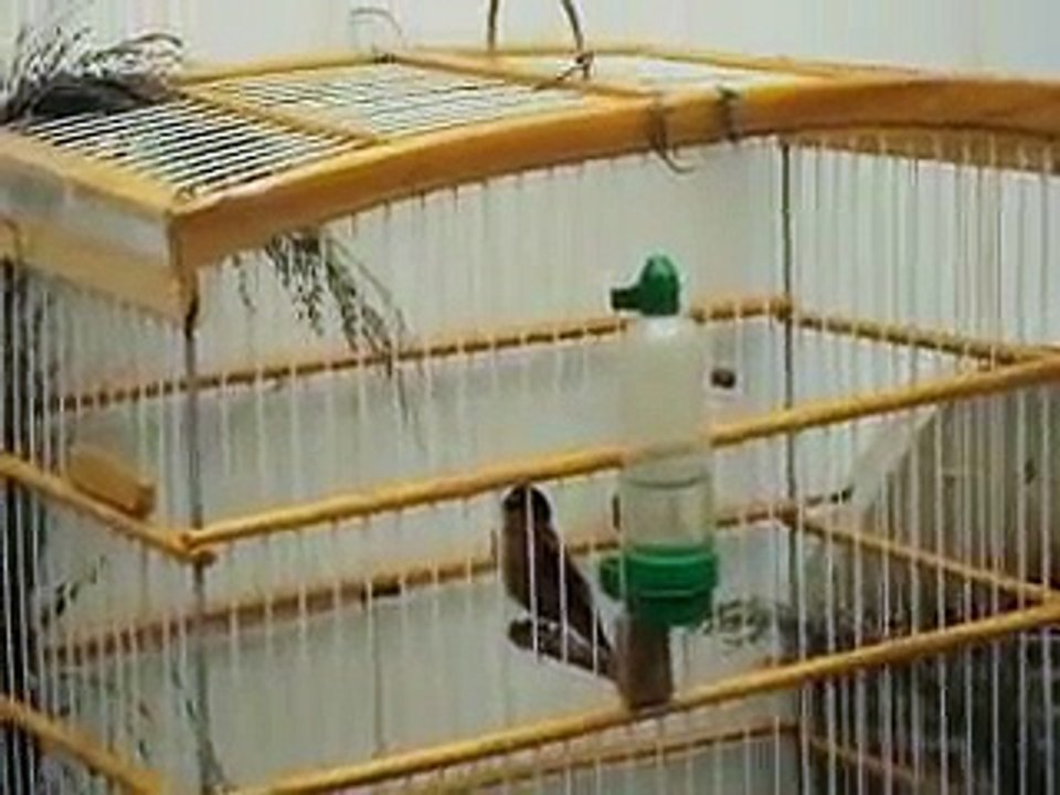 caboquinho do caboclo canto do passaro caboclinho juazeiro BA caboquinho do re mi