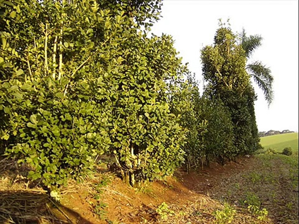 Discover Ponta Porã: A Hidden Gem in Paraguay 🇵🇾