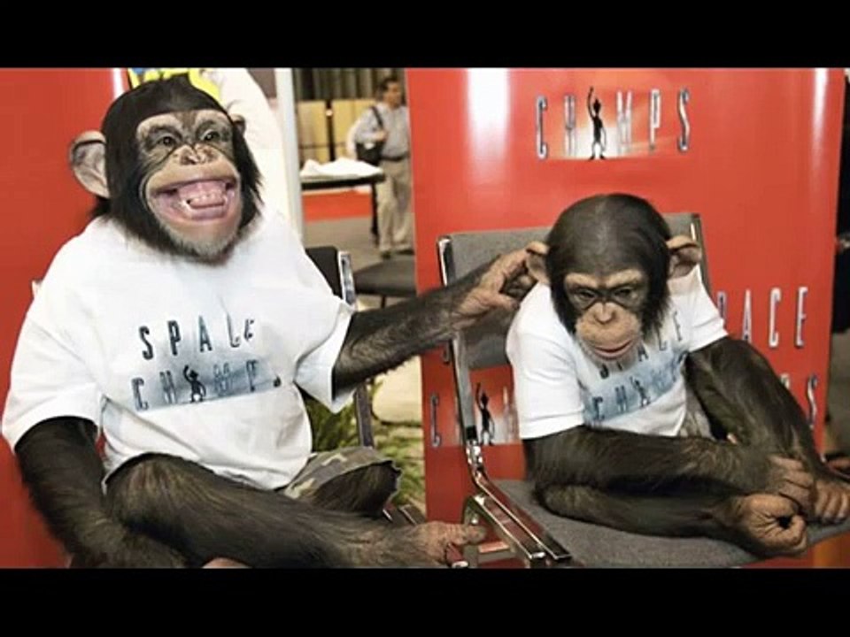 Monkeys With Pants (Hank Green Cover)