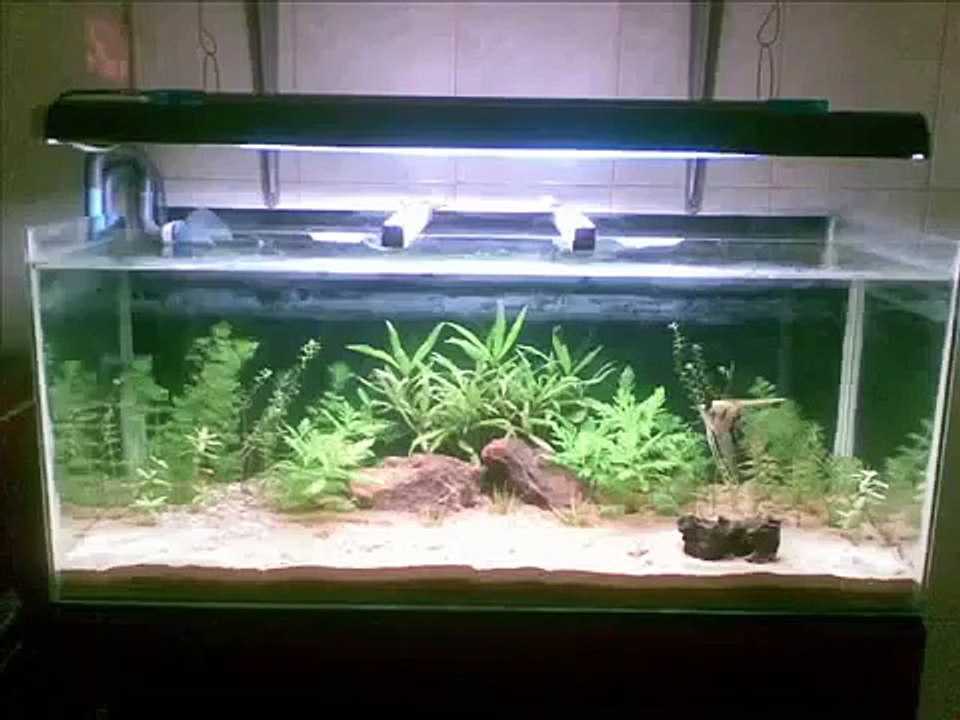 DIY aquarium - DIY tank + DIY  light + DIY stand + DIY canister filter