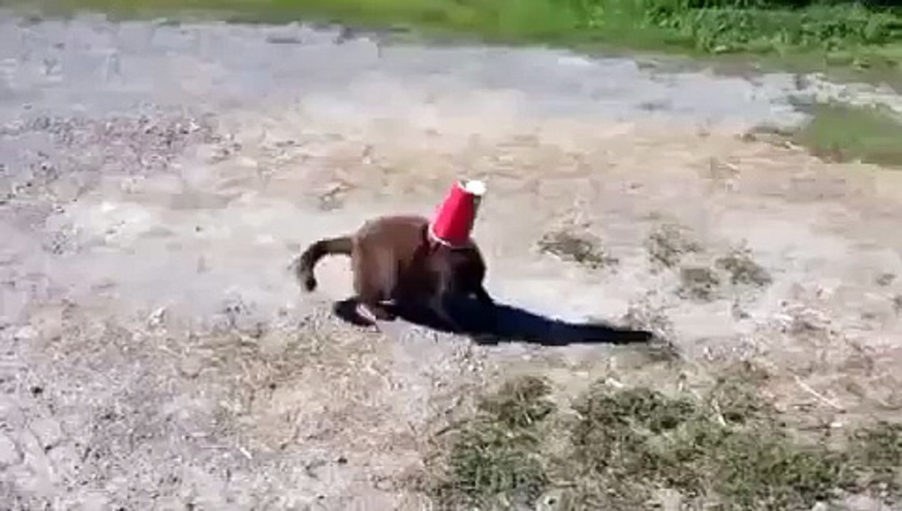 Dog helps cat in trouble