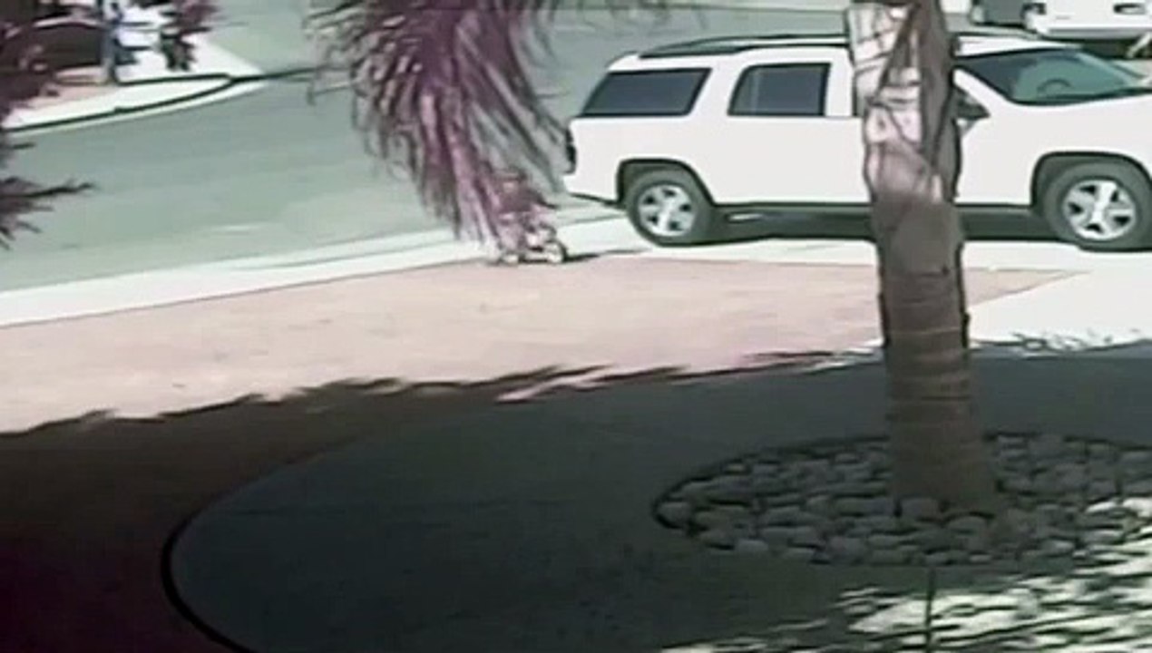 Brave Award Winning  Cat