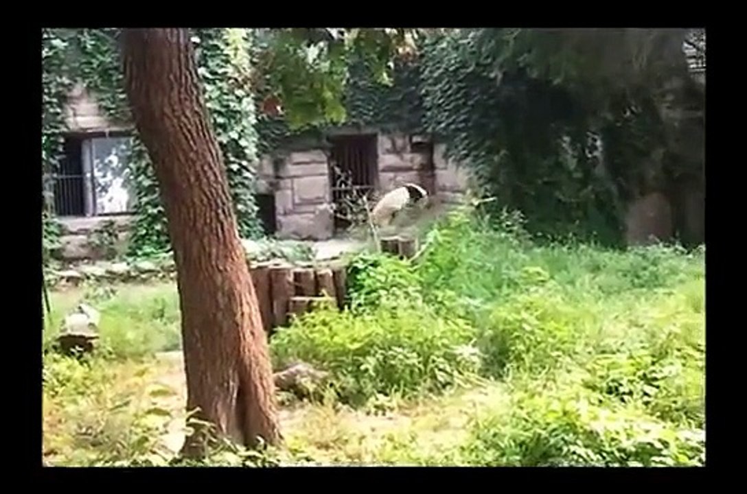 BEIJING - Beijing Zoo